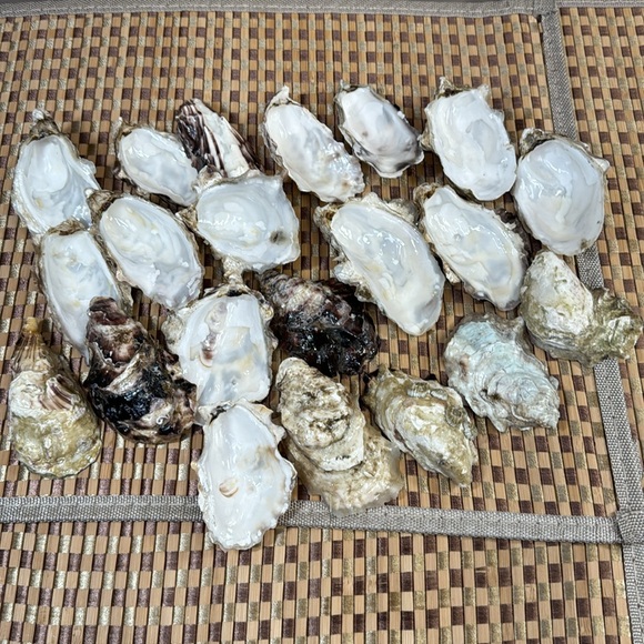 Natural Alaskan Oyster Shells- clear glazed & glossy - Picture 11 of 12